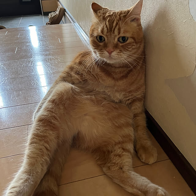 nekoさんの部屋