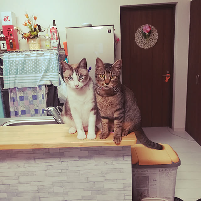 キッチンのインテリア実例 - 2019-07-14 00:20:47