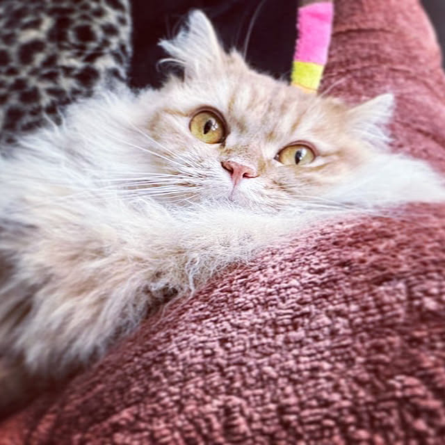 HULAさんの実例写真