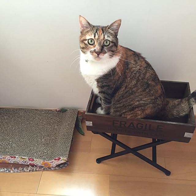 実例写真
