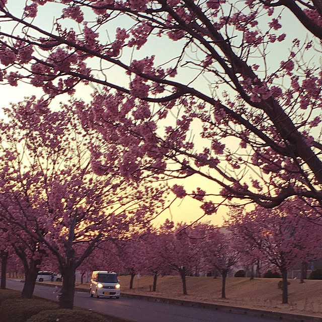 桜/花/花のある暮らしのインテリア実例 - 2019-04-04 11:30:10