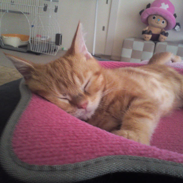 nekomajinさんの実例写真