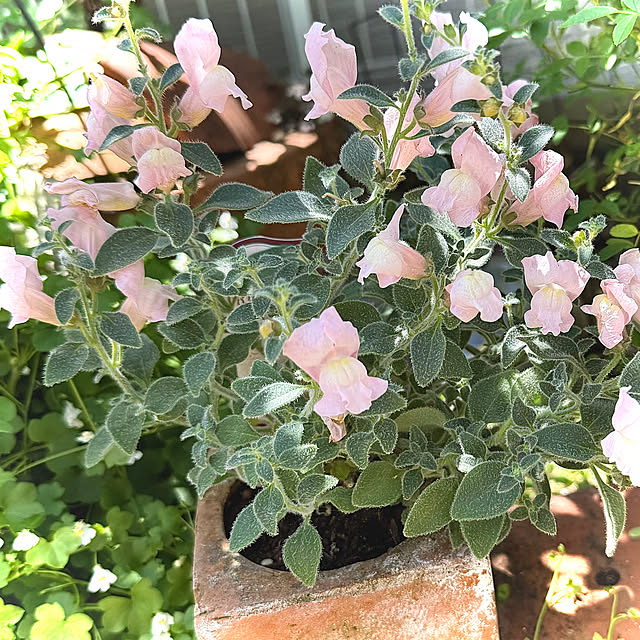 kaochanさんの実例写真