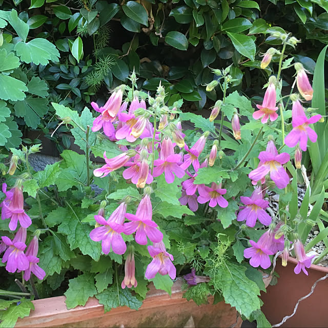 mamizaさんの実例写真