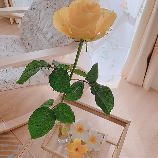 yellowbabyさんの実例写真