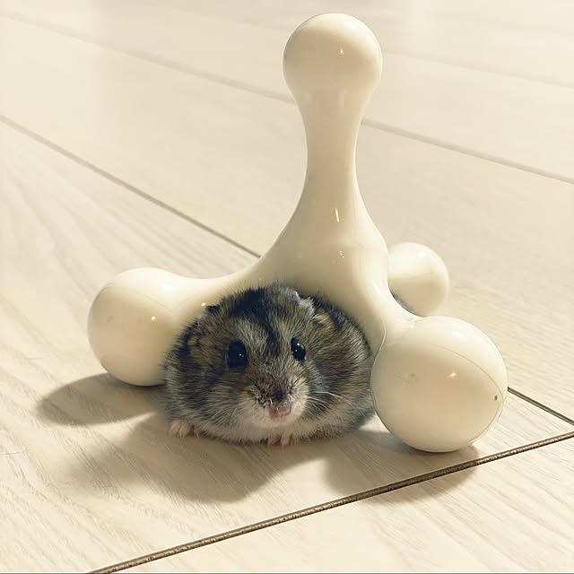 ohanaさんの実例写真