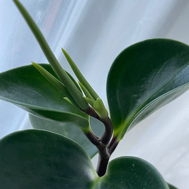 部屋全体/雑貨/ガーデニング/カフェ風/観葉植物のインテリア実例 - 2025-08-26 14:52:38