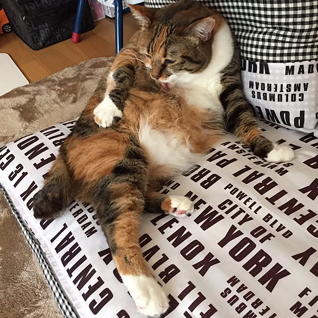 実例写真