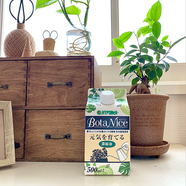 クワズイモ/BotaNice/虫対策/植物のある暮らし/多肉植物...などのインテリア実例 - 2022-07-18 10:40:54