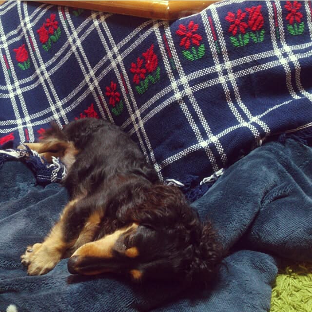 minaさんの実例写真