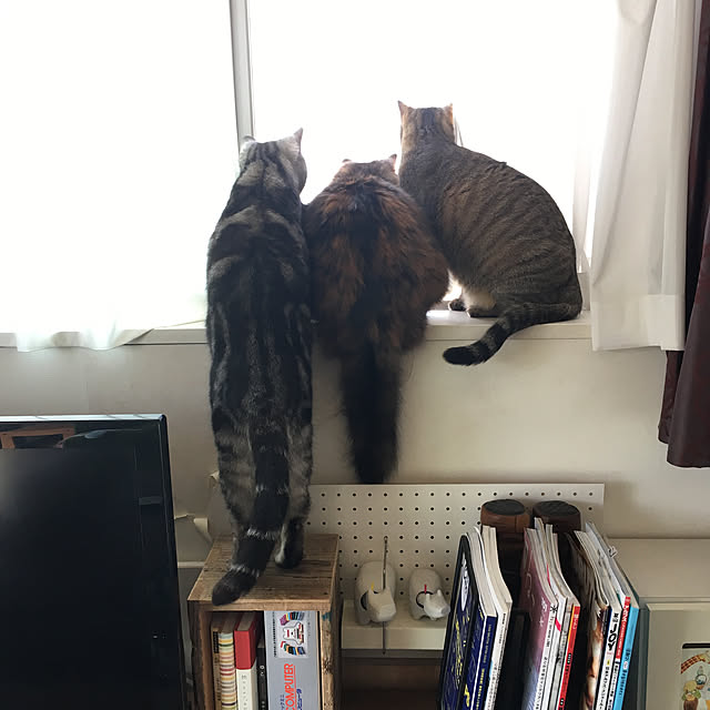 mikomaruさんの実例写真