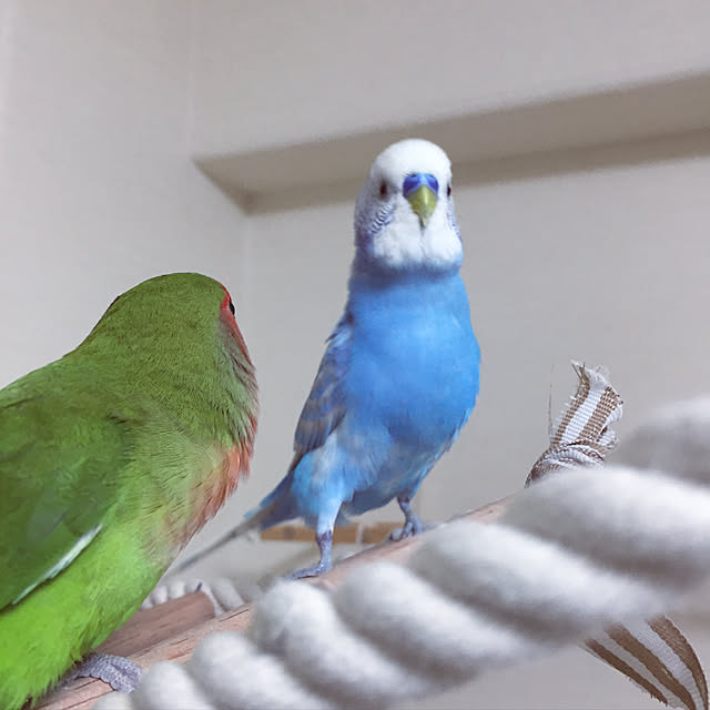 toratanさんの実例写真