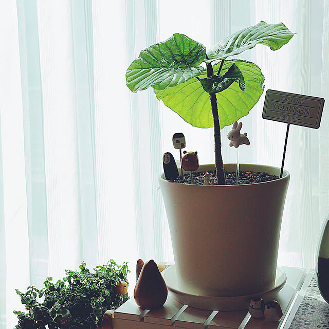 mangoさんの部屋