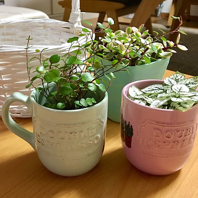 puriyuzuさんの実例写真