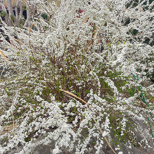 temari8さんの実例写真