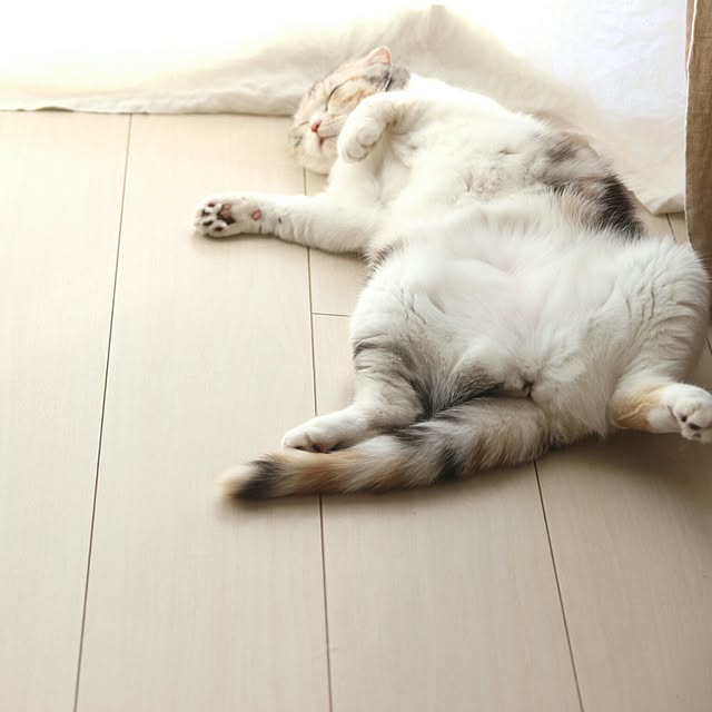 navyさんの実例写真