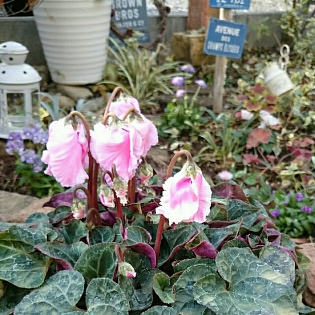 soraさんの実例写真