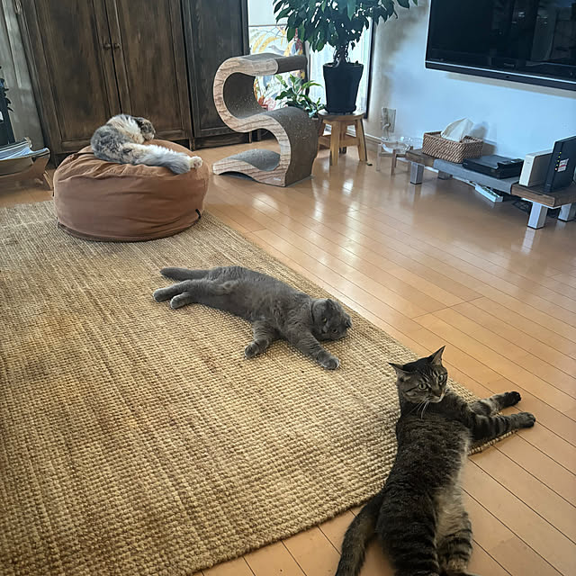 3catsさんの実例写真