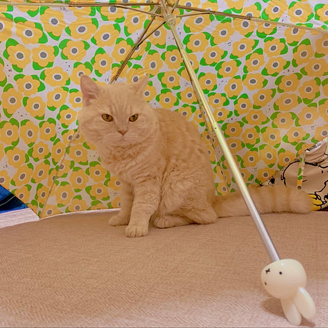 naokoさんの部屋