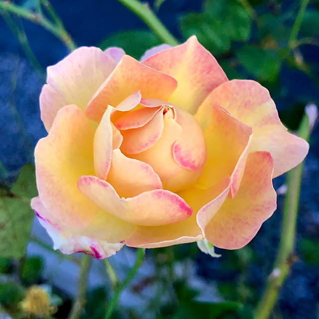 tomoさんの実例写真