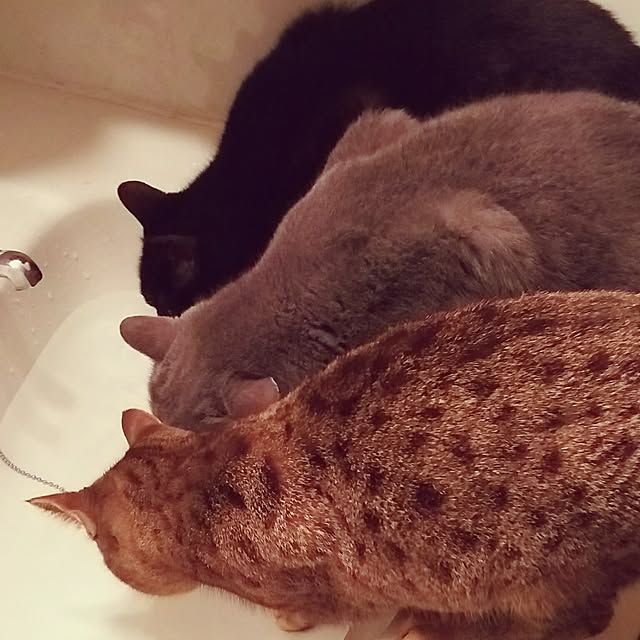 reiさんの実例写真