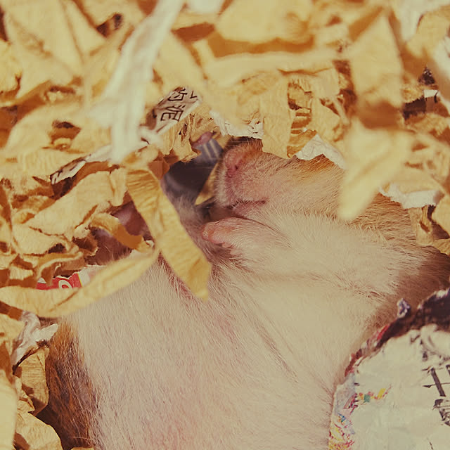 xxxakyxxxさんの実例写真