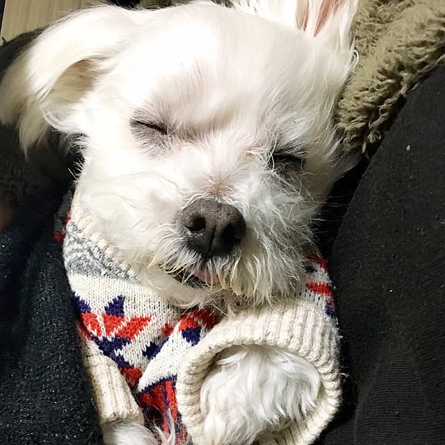 pinさんの実例写真
