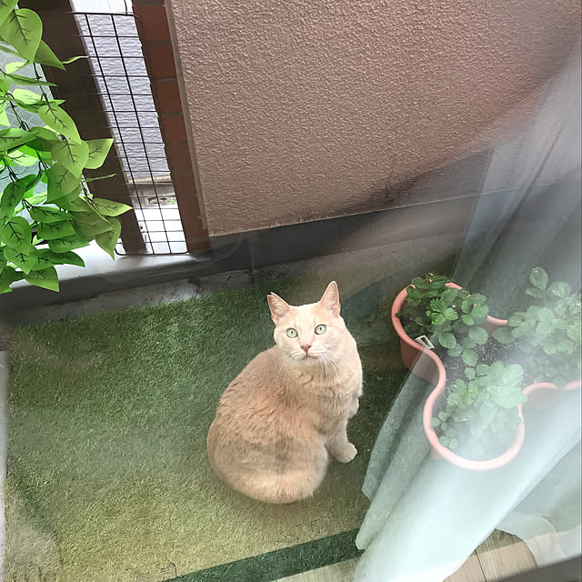人工芝/ベランダ/猫と暮らす家/ねこと暮らす/ネコと暮らす...などのインテリア実例 - 2022-10-03 20:56:17