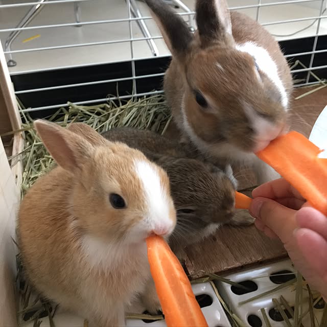 muratataさんの実例写真