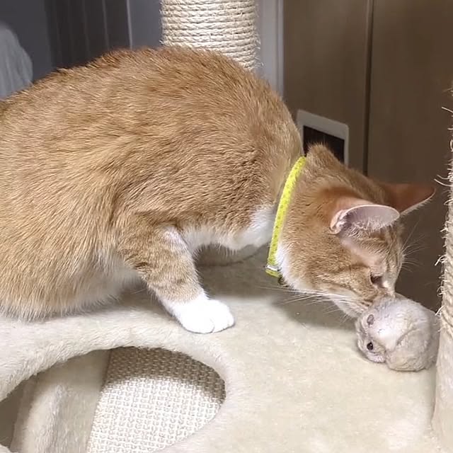 minnieさんの部屋