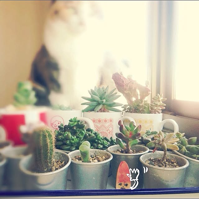 itoriさんの実例写真