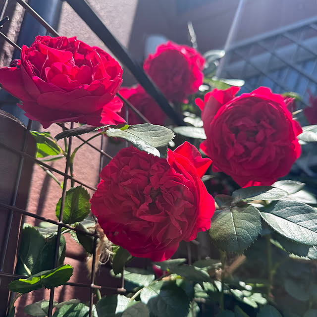 RoseLife5818さんの実例写真