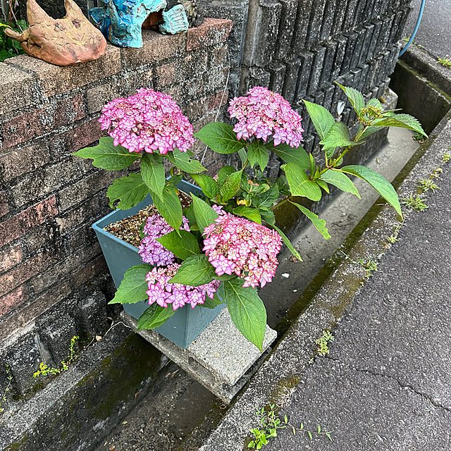 leoltinihlkaさんの部屋