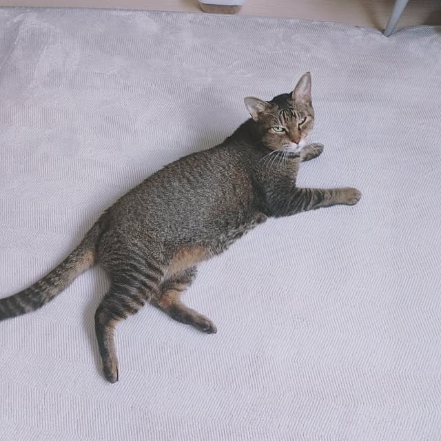 cocomintさんの実例写真