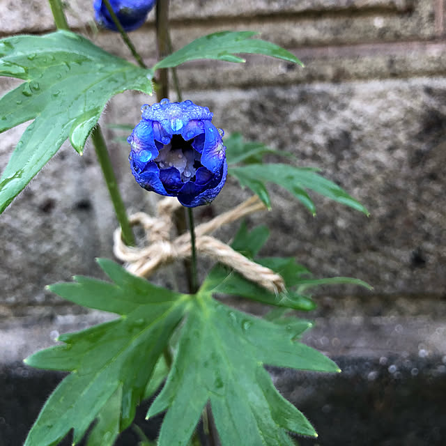 t-blueさんの実例写真