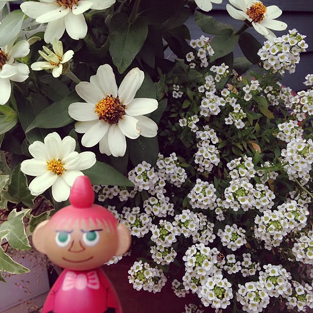 okeiさんの実例写真