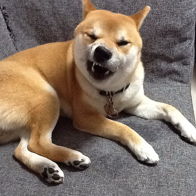 kotaさんの実例写真
