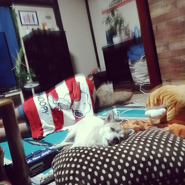 catLoverさんの実例写真