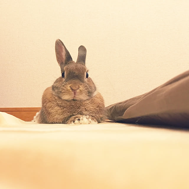 chiyokoさんの実例写真