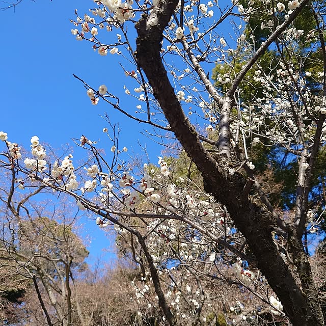 citsuraeさんの部屋