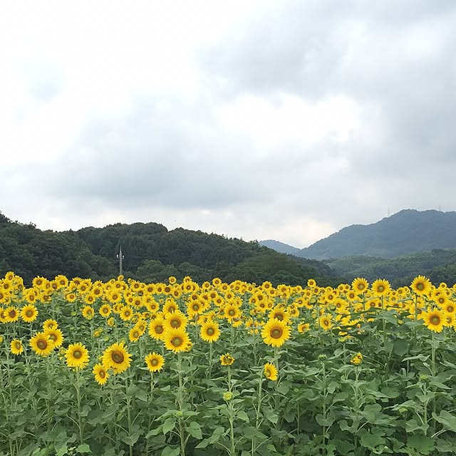 jewel-ynmさんの実例写真