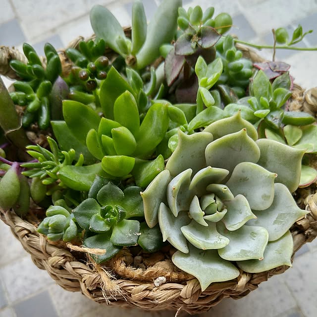 リビング/多肉植物寄せ植え/日本家屋/和風/多肉植物はまってます...などのインテリア実例 - 2016-07-26 19:17:45