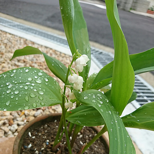 odecomaikoさんの実例写真