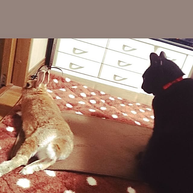 kuuaさんの実例写真