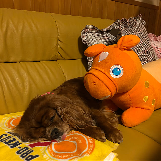 juncocoさんの実例写真