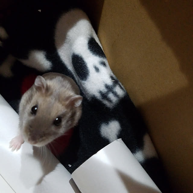 BAZさんの実例写真