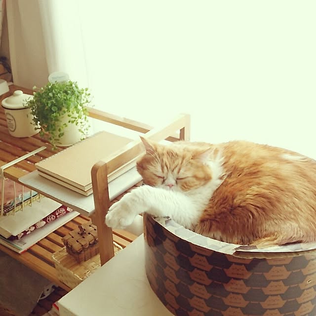 otoさんの実例写真