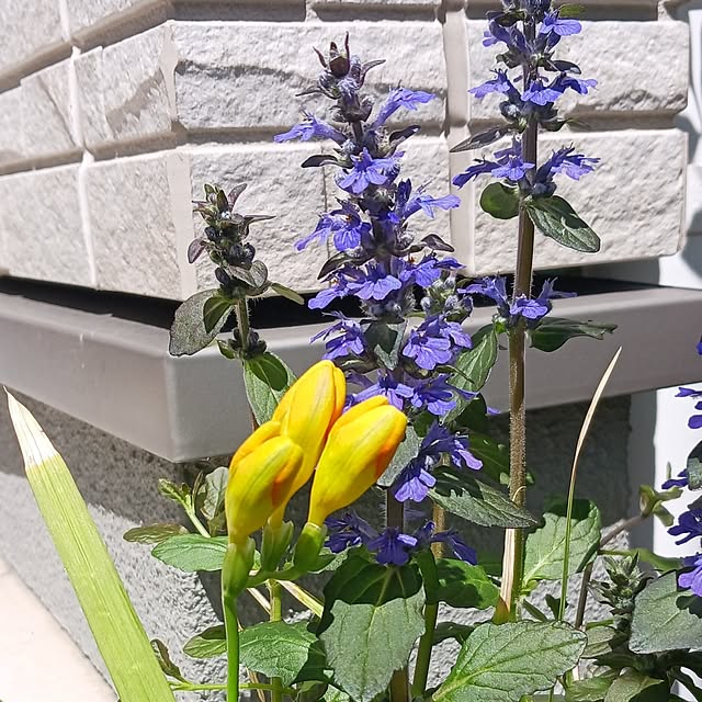 aiさんの実例写真