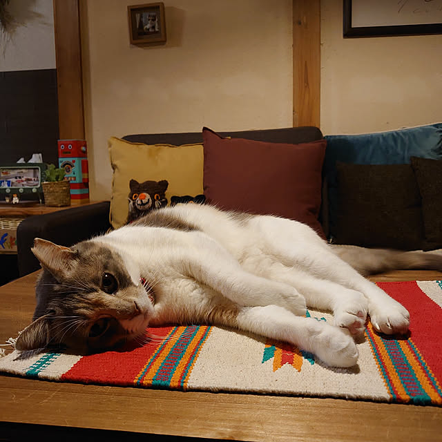 fukuさんの実例写真
