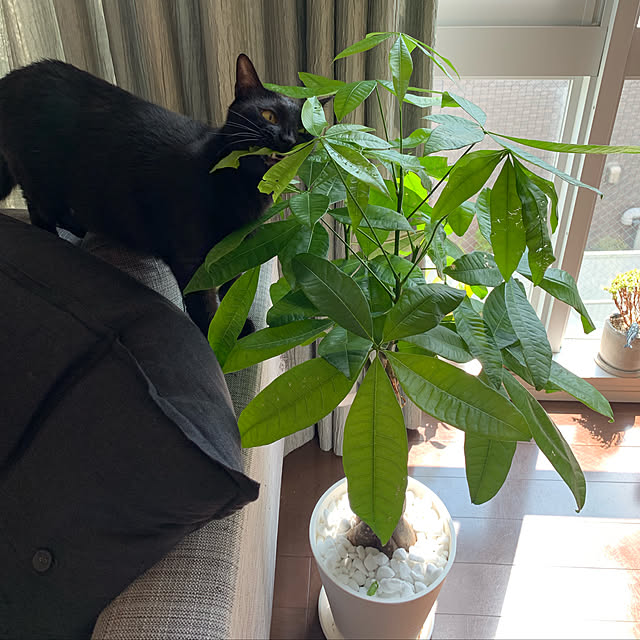 Mariannaさんの実例写真